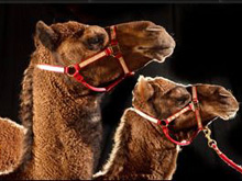 Фото новости